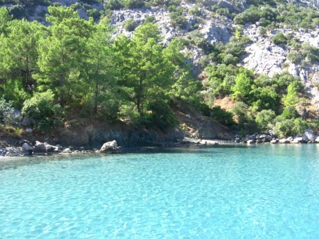 ceneviz koyu tekne turu